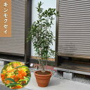 大きいキンモクセイ 鉢植え 2024年10月開花後のお届け 秋の花 金木犀 三大香木