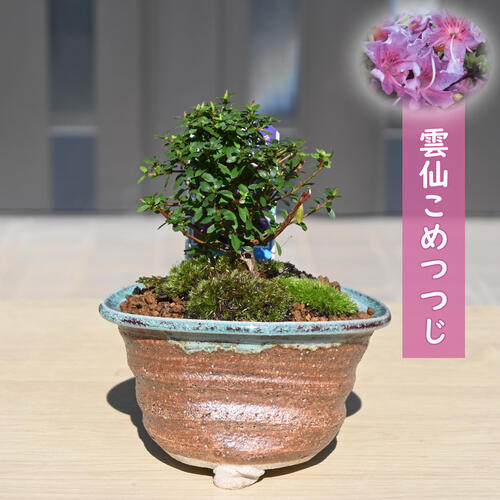 2025年開花 雲仙こめつつじ鉢植えミニ盆栽 うんぜん 米ツツジ 米つつじ