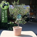 2024年new オリーブ ヒナカゼ 鉢植え テラコッタ鉢入り(4)