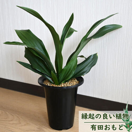 楽天市場】万年青鉢の通販 楽天市場】万年青鉢の通販