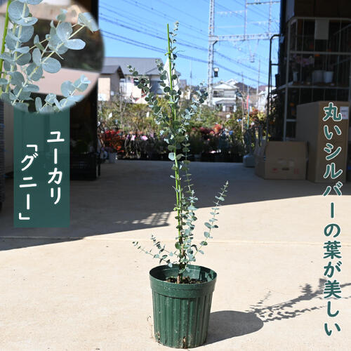 楽天市場】ユーカリ グニー(高さ(植物)71 ~ 130.9cm)の通販 楽天市場】ユーカリ グニー(高さ(植物)71 ~ 130.9cm)の通販
