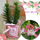 開花終了しております。誕生日の贈り物に 2025年人気ユリ母の日プレゼントに【5月より発送】母の日の贈り物に ユリ ロリーポップ プラ鉢入り すかし百合 フェア...