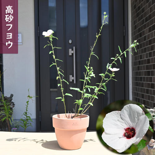 2025年7月開花 高砂フヨウ 鉢植え テラコッタ鉢入り 高砂芙蓉 別名 ヤノネボンテンカのサムネイル