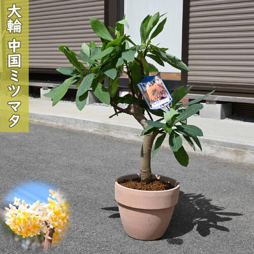 中国ミツマタ 大輪 鉢植え テラコッタ鉢入り ミツマタ 黄花