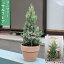 2025年NEW コニファー サルフレア 鉢植え テラコッタ鉢入り クリスマスの木