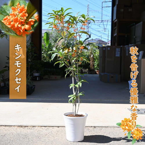 プレゼントに香りを楽しむ鉢植え2025年10月中頃開花予定鉢植え金木犀金木犀キンモクセイ 金木犀鉢植キ..