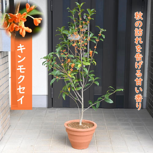 【2025年11月10日開花中です】【現品をお届けします】キンモクセイ プレゼント10月～11月に開花秋の香..