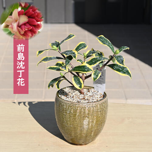 2026年お花が楽しめます 前島沈丁花 ミニ沈丁花プレゼントに沈丁花2月から3月開花沈丁花ミニ盆栽花芽有..