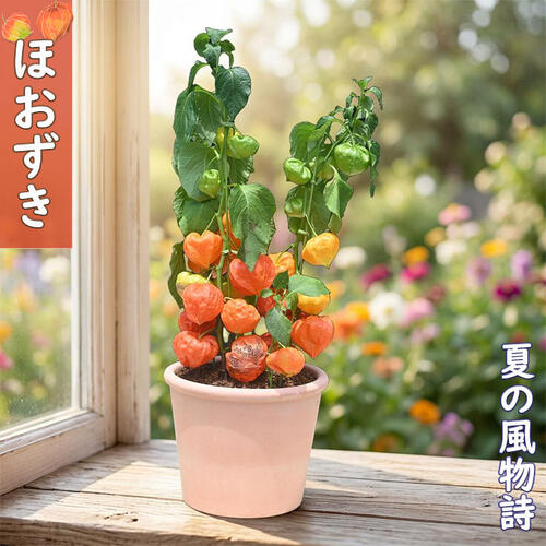 楽天市場】ホオズキの実の通販