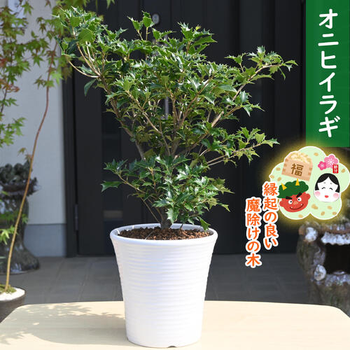 楽天市場】鬼ヒイラギの通販