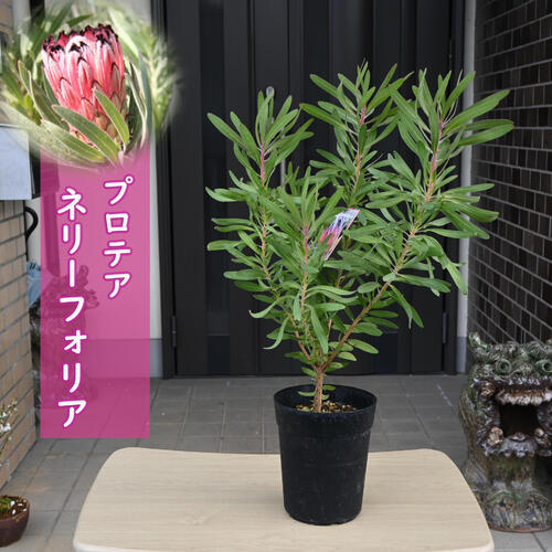 楽天市場】プロテア 花 苗の通販 楽天市場】プロテア 花 苗の通販