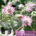 プレゼントに2025年1〜2月開花 セルリア プリティピンク 鉢植え ネイティブフラワー セルリア プリティー ピンク