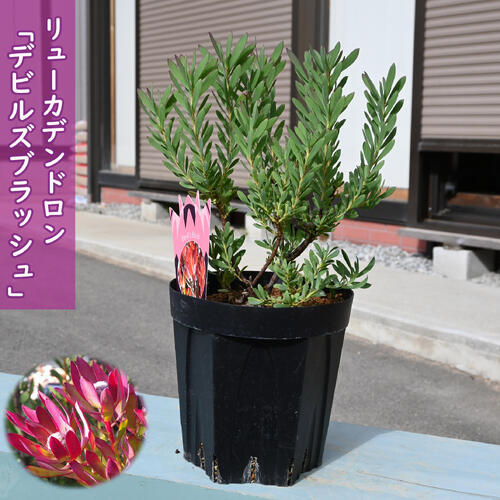 リューカデンドロン デビルズブラッシュ 苗木 オージープランツ 矮性 5号