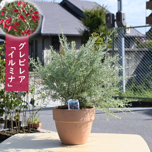 楽天市場】グレビレア（苗物｜ガーデニング・農業）：花・ガーデン