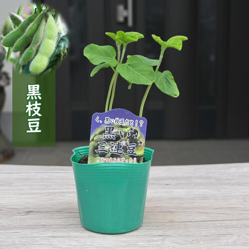 黒枝豆 ポット苗 黒太郎 黒い三連豆 育てて収穫しようのサムネイル