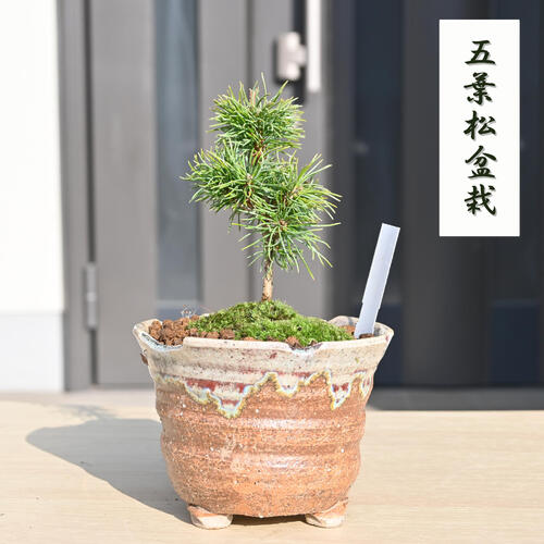 楽天市場】吾妻五葉松 盆栽の通販 楽天市場】吾妻五葉松 盆栽の通販