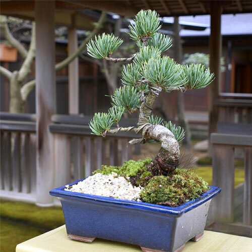 2025年NEW 五葉松盆栽 本格 五葉松 盆栽 縁起のよい木 樹形のかっこいい盆栽です