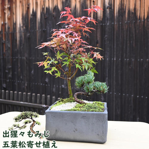 2025年NEW 出猩々もみじ 五葉松 寄せ植え盆栽 本格 盆栽 縁起のよい木
