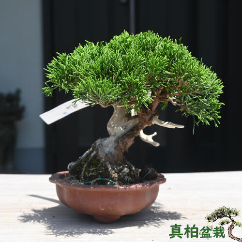 【現品限り】 2026年6月1日撮影 真柏 盆栽 しんぱく