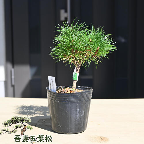 楽天市場】那須五葉松の通販