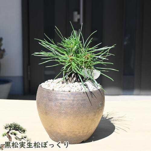 黒松は、樹皮の色が黒味を帯びていることが名前の由来です。正月の門松の材料として古くから使用されています。 五葉松に比べて葉が長く剛直なのが特徴です。 また、塩害の厳しい海岸をものともせずに育つ強健な性質で、育てやすいです。 ※現品ではございません。数量物の為、若干樹形等は変わります。 ポット苗 ・商品名黒松実生松ぼっくり ・商品の説明 高さ　鉢底から約20センチ前後 ・松の育て方 日当たりが良くて、風通しの良いところ場所で管理しましょう。やや乾きぎみに、土の表面が乾いたらたっぷり水を与えましょう。 ・特徴マツ科マツ属 初心者の方でも育てやすいのでオススメです。 ・梱包と発送方法贈り物としてもお届けができます クロネコヤマト便でのお届けです　 ・注意事項 現品ではございません。数量物のため、若干、樹高や樹形等が変わります。植物は生き物ですので、お届けの時期によって樹姿等は、変わりますのでご了承ください。