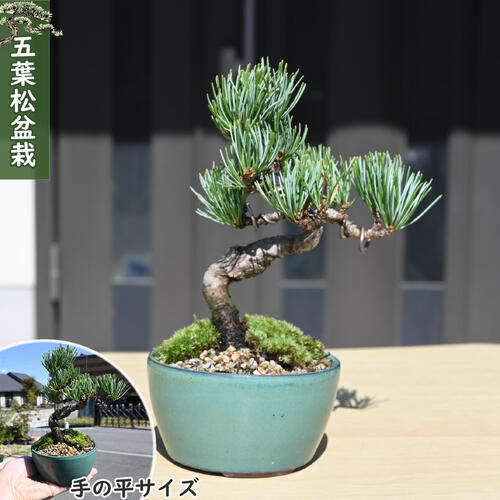 楽天市場】吾妻五葉松の通販