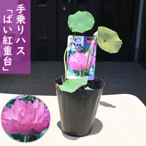 2025年7月以降の発送　手乗りハス ばい紅重台 ポット苗　蓮　ハス　茶碗ハス