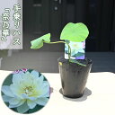 2025年7月以降の発送 手乗りハス 奈乃華 ポット苗 蓮 ハス 茶碗ハス(4)