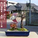 紅福寿寄せ植え盆栽ヨセウエ2025年お祝い事のお正月 新春万福盆栽 贈り物に 梅・南天・福寿草・ヒナ草 寄せ植え 盆栽 縁起が良い 梅 南天 福寿草 鉢植え