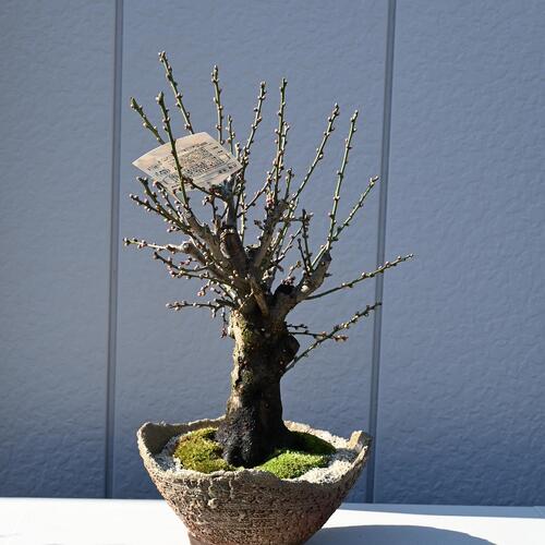 大冬至盆栽白梅　梅盆栽10年物　お祝い事に梅盆栽