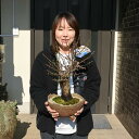 2025年2月〜3月に梅の開花花芽200芽以上の冬至梅盆栽白梅盆栽 梅盆栽10年物 花梅お祝い事に梅盆栽