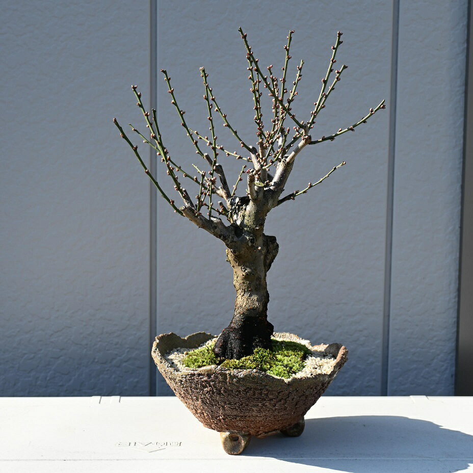 2026年2月～3月に梅の咲き乱れ大盃梅盆栽本格紅梅盆栽 梅盆栽10年物 お祝い事に梅盆栽