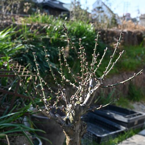 2026ǯ2���3����ߤκ餭����������ߺ��ܳʹ����ߺϡ����ߺ�10ǯʪ�����ˤ��������ߺ�