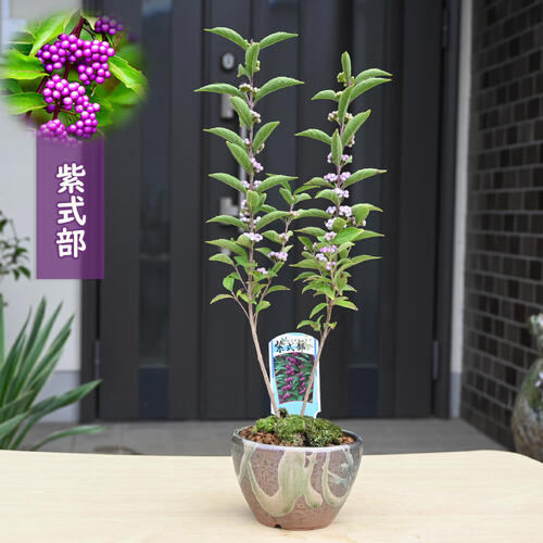 盆栽 紫式部 信楽鉢入り ムラサキシキブ