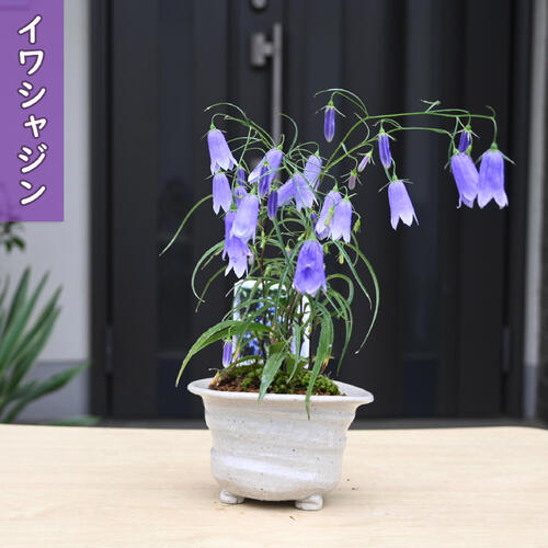 イワシャジン 盆栽 鉢植え 山野草 多年草 イワツリガネソウ 岩沙参