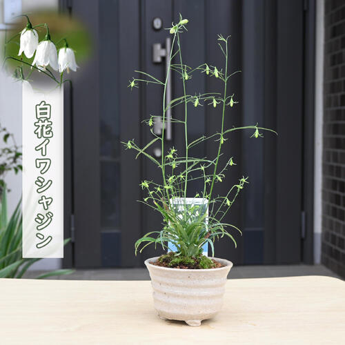 乐天商城 - 白花いわしゃじん 盆栽 鉢植え 山野草 多年草 イワツリガネソウ 岩沙参 白花イワシャジン