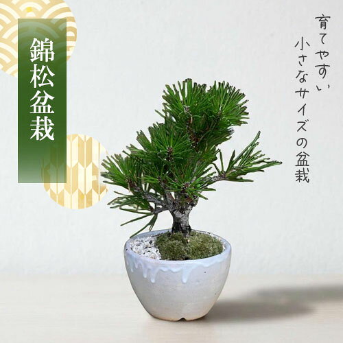 楽天市場】錦松 盆栽の通販