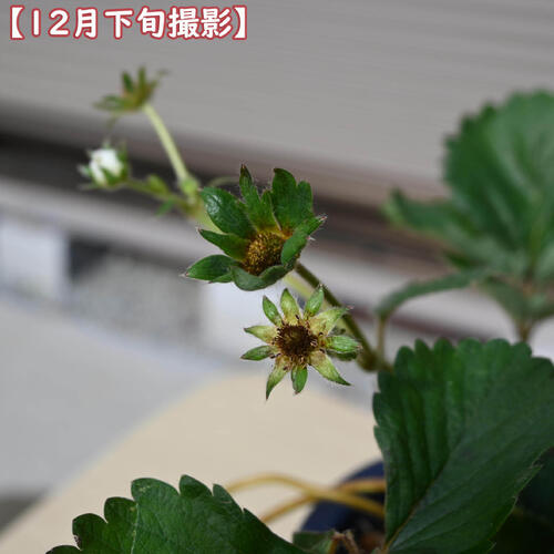 母の日プレゼント食べれるいちご2026年4月実がなります イチゴ よつぼし 5号 素焼...