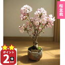 5月に桜のお花見を母の日プレゼントに5月に桜のお花見を笑顔の花咲く2025年5月中頃に咲く桜をお誕生日プレゼントに御殿場桜さくら母の日プレゼントにもおすすめ自宅...