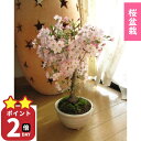 2025年の母の日プレゼントに今年は自宅でさくらのお花見を5月に開花のさくら盆栽桜盆栽御殿場桜盆栽贈り物や お祝いごとに 桜満開ギフト信楽鉢入り桜の盆栽お買い物...