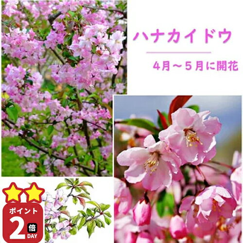 ハナカイドウ鉢植えでも育てる事ができます 2025年 植樹におすすめ幹太のしっかりとした接ぎ木苗3年物【花海棠苗 】ハナカイドウ大苗