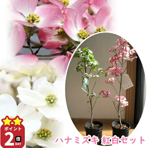 プレゼントに2025年5月に開花ハナミズキのお花が楽しめるお買い物マラソン期間中楽天ポイント2倍 お誕生日に 記念樹にハナミズキ苗紅白自宅の庭植え鉢植えに贈り物におすすめおめでたい紅白セット花水木シンボルツリー アメリカハナミズキ苗木