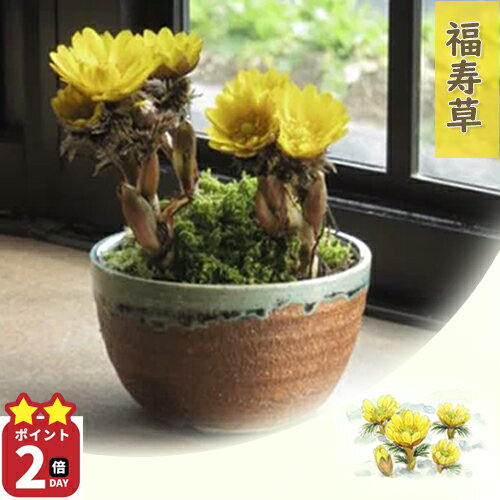 ɴŹǤ·ܤ󤵤㤨4˳֤㤤ʪޥ饽桡ŷݥ2ܾʹʡѤ2025ǯֲǧαﵯʪʡ33溢˳οȭե𡡡2025ǯ3˳֡פβǤʤ3,980ߤˤʤޤ