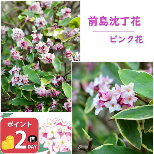楽天市場】沈丁花(花・観葉植物|花・ガーデン・DIY)の通販 楽天市場】沈丁花(花・観葉植物|花・ガーデン・DIY)の通販