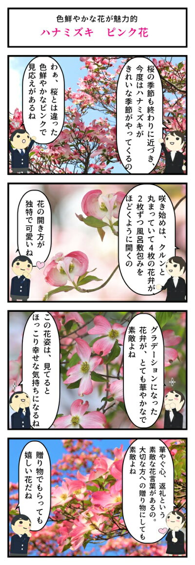 楽天市場 21年4月頃開花 鉢花 ハナミズキジュニアミスハナミズキ鉢植えハナミズキピンク花 ピンクのハナミズキ 春に開花 園芸百貨店何でも揃うこぼんさい 楽天市場 21年4月頃開花 鉢花 ハナミズキジュニアミスハナミズキ鉢植えハナミズキピンク花 ピンクのハナミズキ 春に開花 園芸百貨店何でも揃うこぼんさい