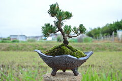 https://thumbnail.image.rakuten.co.jp/@0_mall/minibonsai/cabinet/goyoumatsu_s2.jpg