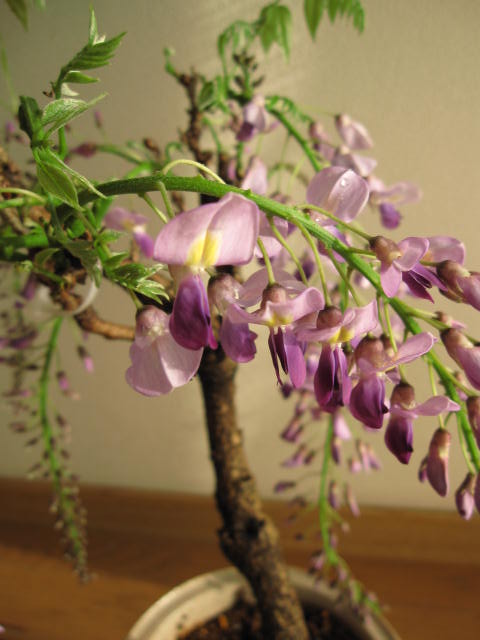 ���������ץ쥼��Ȥ�ƣ���Ƥ�ڤ���ƣ�ߺϿ��ھ�ȭ����2026ǯ5���ͽ���ߺϡ�����ƣ����ƣ�ߺϡۡ�ƣ�ȿ���