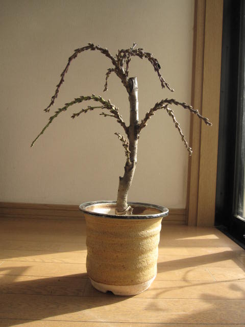 お祝いの桃花2024年3月〜4月に開花ハナ桃縁起の良い桃の木 【花桃鉢植え】 【南京桃しだれ桃 】【桃花鉢植え】　　桃の花花桃源平のサムネイル