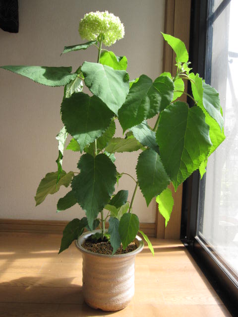 ���ե�2025ǯ6��˳��֥��ʥ٥�ȭ����6��30���ʹߤΤ��Ϥ��ϳ��֤Ͻ�λ�����ꤷ�����֤ǤΤ��Ϥ��Ȥʤ�ޤ������ʥ٥롡�����������۲�ȭ�� Ĺ�����֤��ڤ����Τ��͵��ΰ�ĤǤ����ڥ��եȡ�