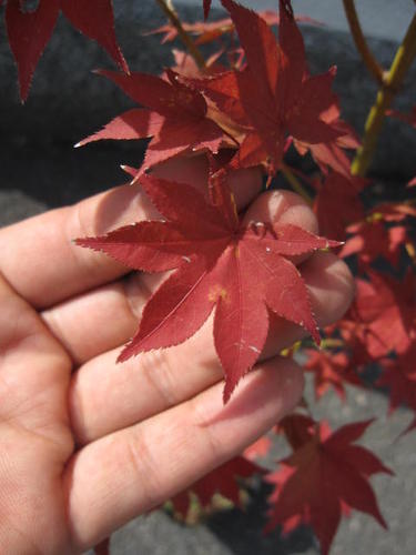 3��ܤ���4���ܤΤ��Ϥ��Ǥ����޷�Ȥ�ߤ��ڤ�ߤ��� �����ڡۡڹ��ա�